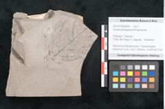 Foto (Objekt + Etikett) von Dioclea protogaea Ettingshausen (NHMW-GEO-2024-0188-8040)